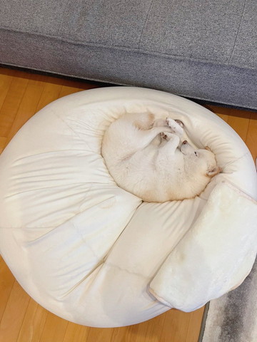 クッションの上で小さく寝てるワンコ