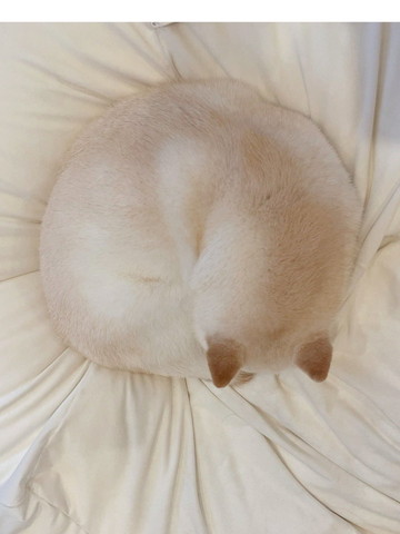 寝てるワンコ後頭部