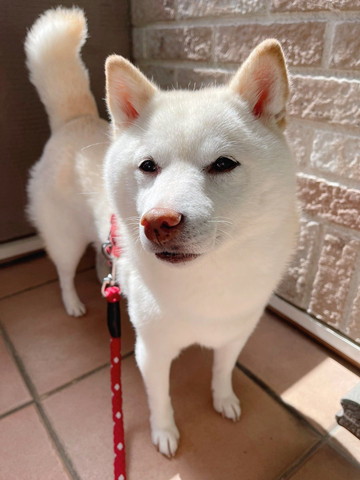 リードつけてるワンコ