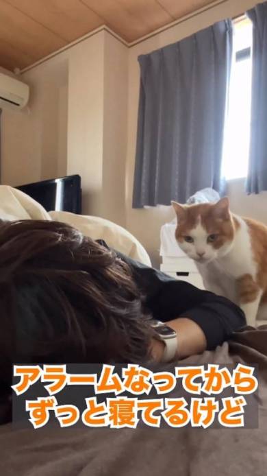 起きない飼い主