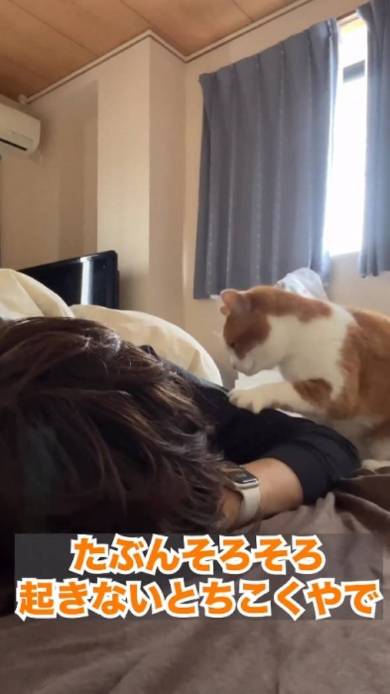 立ち耳スコ 茶子ちゃん アラーム 起きない