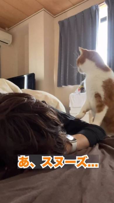 立ち耳スコ 茶子ちゃん アラーム 起きない