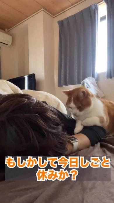 立ち耳スコ 茶子ちゃん アラーム 起きない