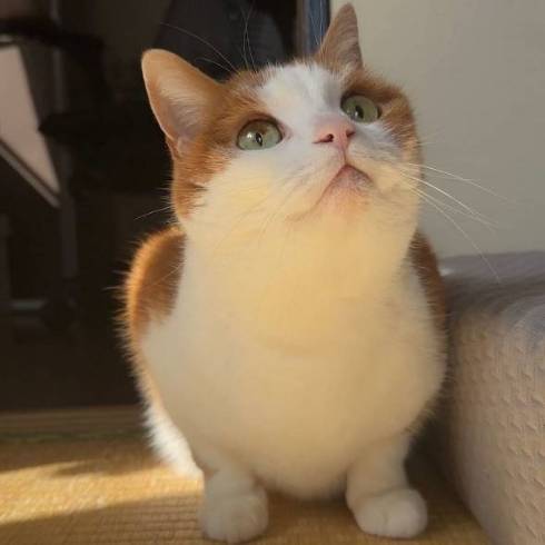 立ち耳スコ 茶子ちゃん アラーム 起きない