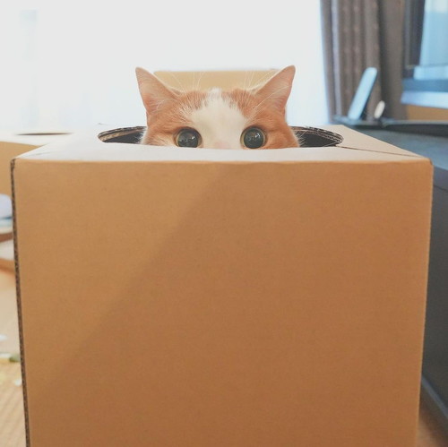 トンネル遊ぶ猫ちゃん