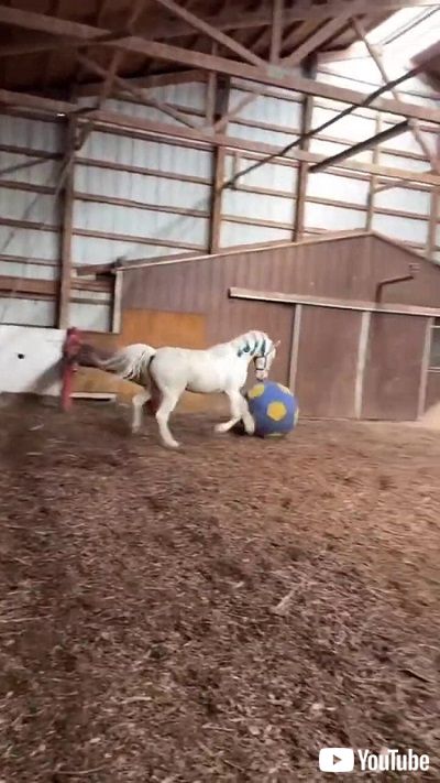 ボールで遊ぶ馬