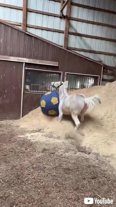 テンション上がる馬