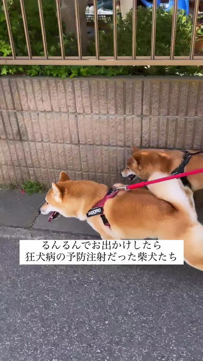 柴犬の散歩