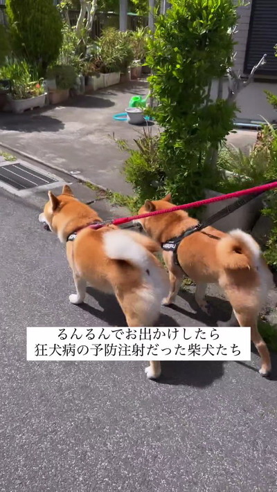 柴犬の散歩