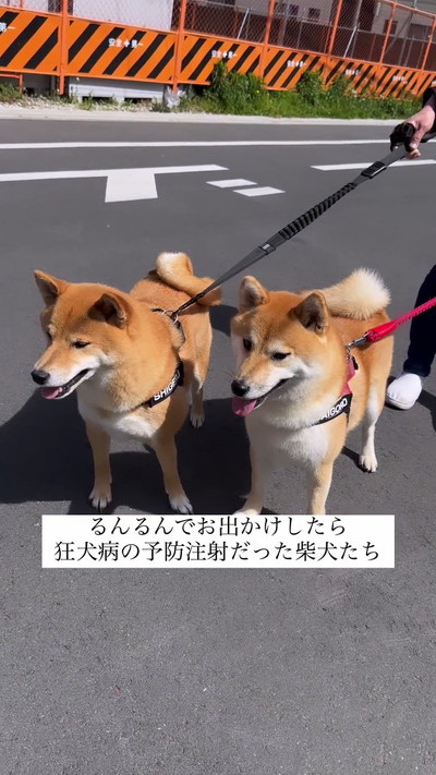 柴犬2匹