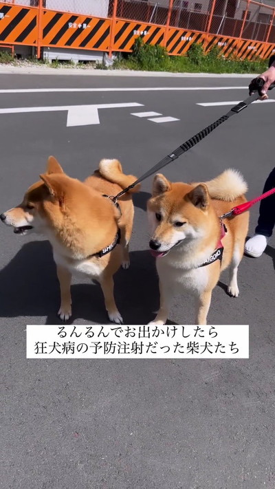 柴犬2匹
