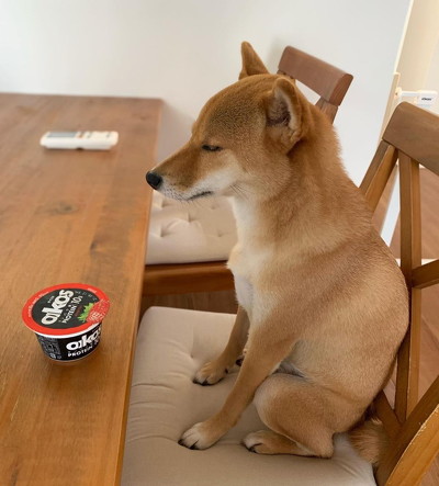 座る犬