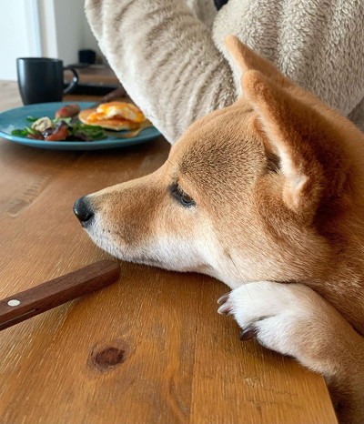 机に顔をのせる犬