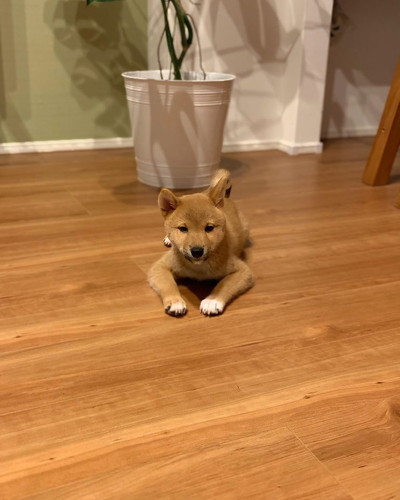 子犬