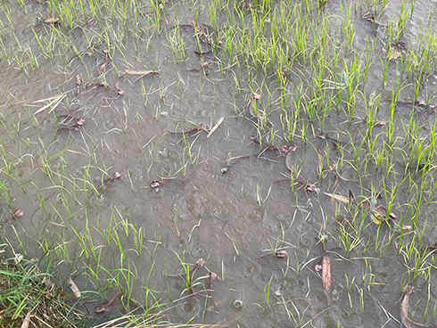 大半は水田に落下して育たないそう