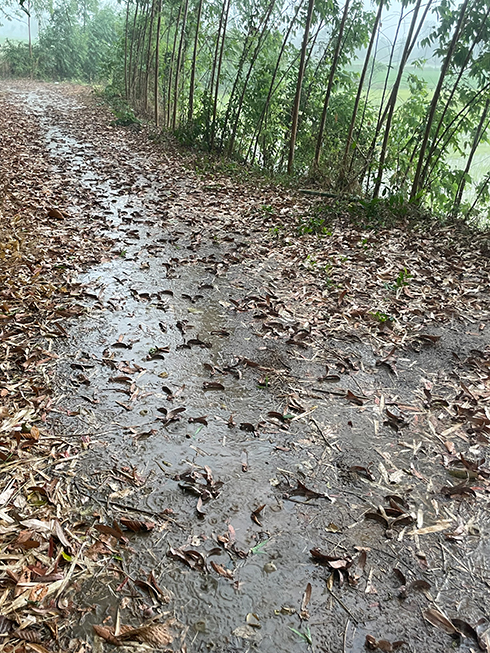 運よく茂みに落ちれば発芽できる