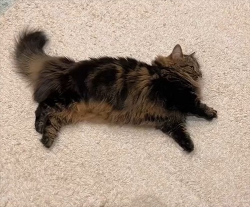 猫の開き製造工程