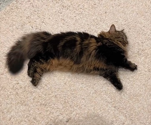 猫の開き製造工程