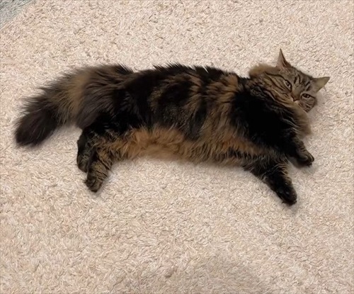 猫の開き製造工程