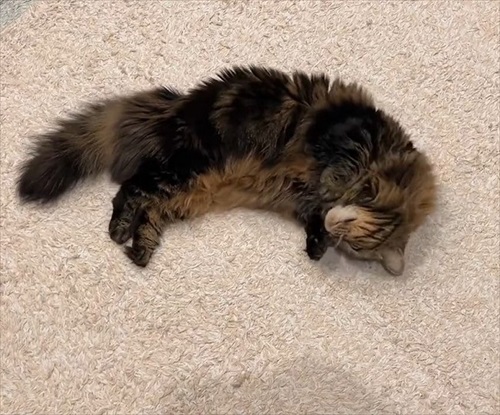 猫の開き製造工程