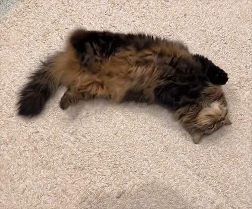 猫の開き製造工程