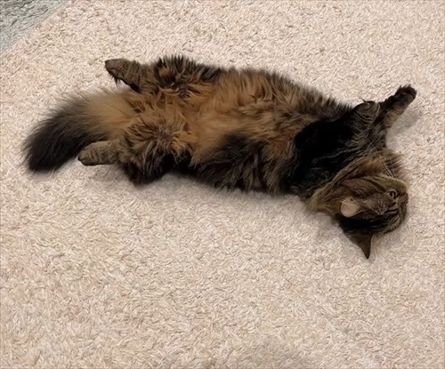 猫の開き製造工程