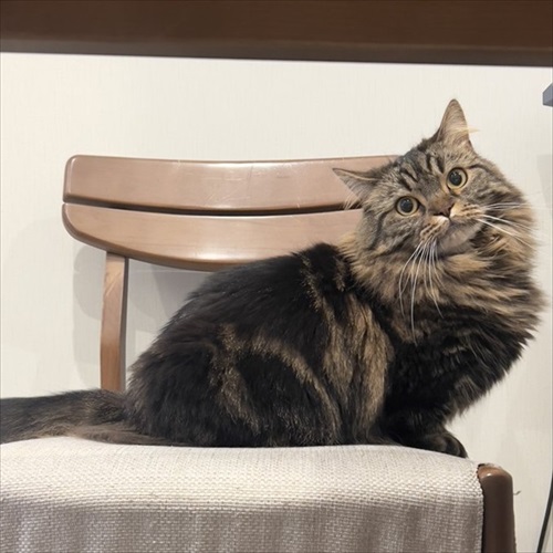 猫の開き製造工程