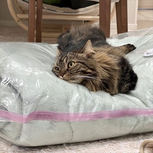 猫の開き製造工程