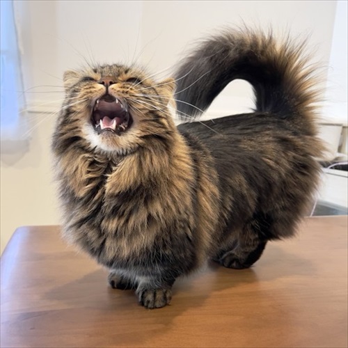 猫の開き製造工程