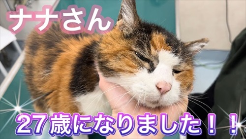 お誕生日を迎えた猫のナナさん