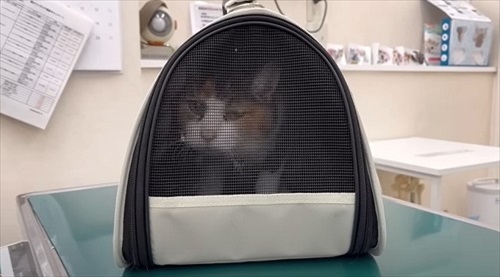 お誕生日を迎えた猫のナナさん