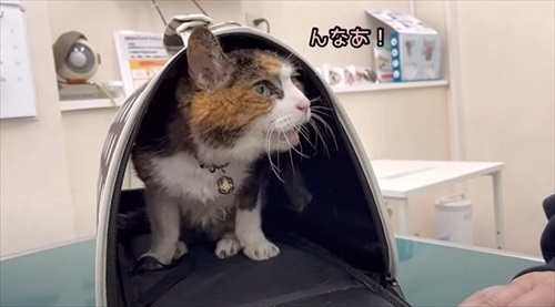 お誕生日を迎えた猫のナナさん