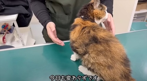 お誕生日を迎えた猫のナナさん
