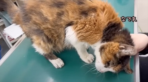 お誕生日を迎えた猫のナナさん