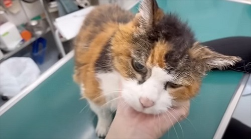 お誕生日を迎えた猫のナナさん