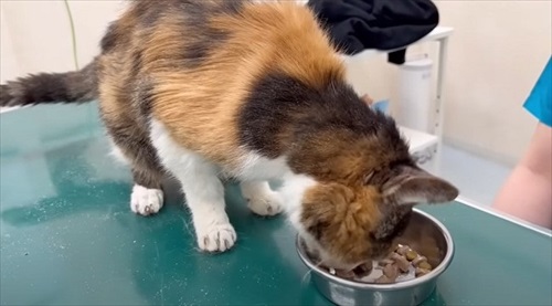 お誕生日を迎えた猫のナナさん