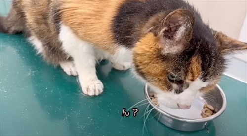 お誕生日を迎えた猫のナナさん