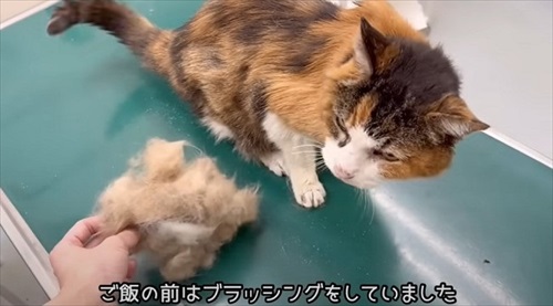 お誕生日を迎えた猫のナナさん