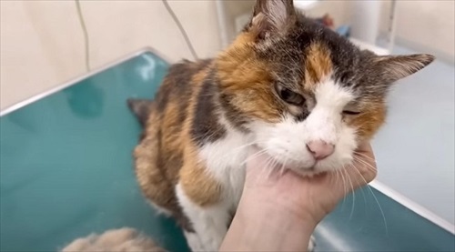 お誕生日を迎えた猫のナナさん