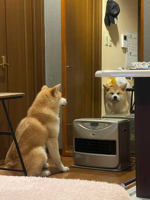 見つめるワンコ