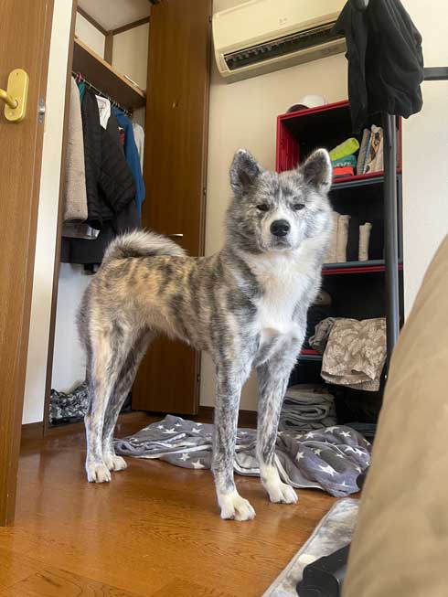 同居の秋田犬