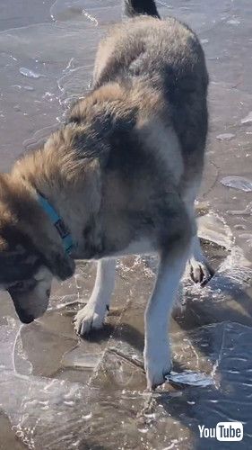 「Springtime Ice Breaking || ViralHog」