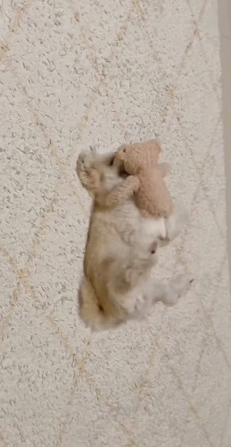 「ぬいぐるみと寝る犬」