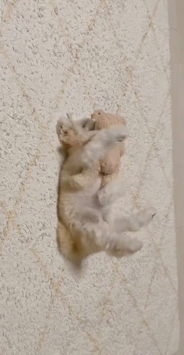 「ぬいぐるみと寝る犬」