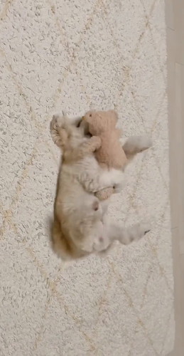 「ぬいぐるみと寝る犬」