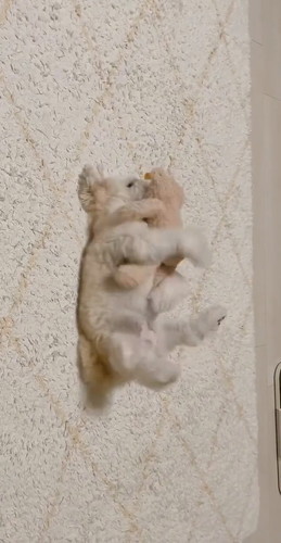 「ぬいぐるみと寝る犬」