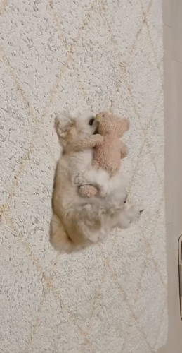 「ぬいぐるみと寝る犬」