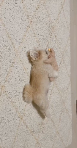 「ぬいぐるみと寝る犬」