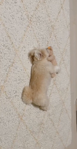 「ぬいぐるみと寝る犬」