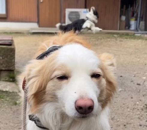 散歩に対して温度差のある反応をする犬たち